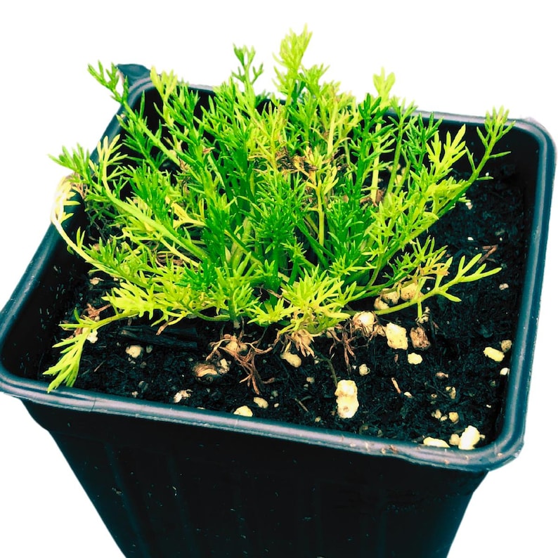 Organic Roman Chamomile Plant in 2.5-Inch Pot, Chamaemelum nobile, Perennial Herb for Gardens & Teas