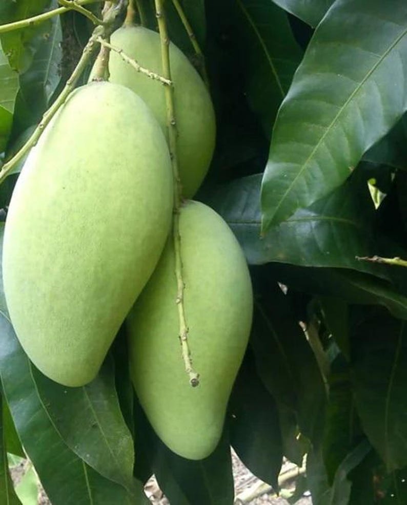 Grafted Kar Lon Long Mango Tree - 1-2ft Tall - Rare Indian Variety - Mangifera indica - Container Plant