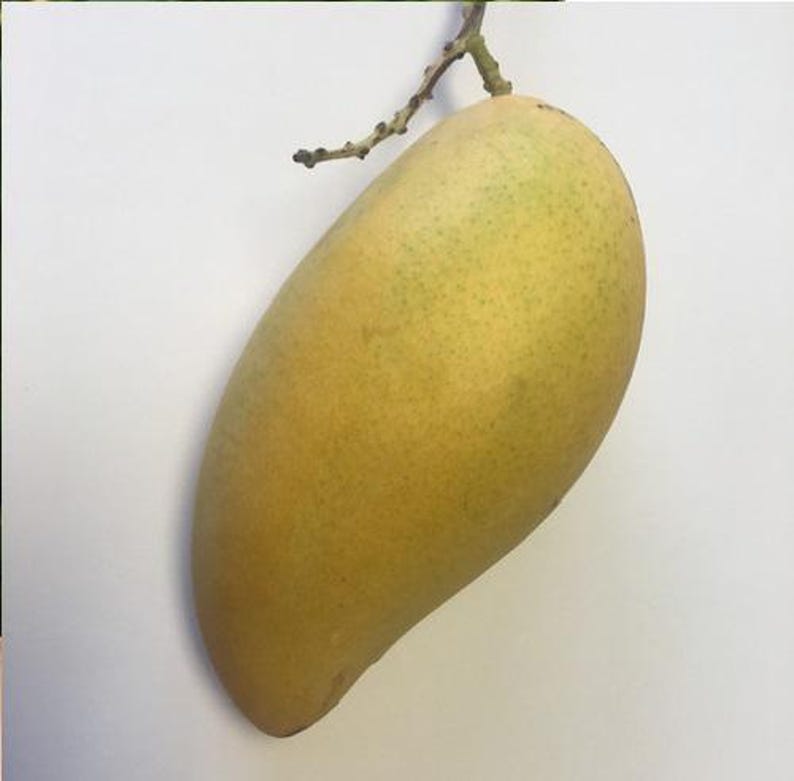 Grafted Sai Tong Mango Tree - 1-2 Feet Live Mangifera indica in 6" Pot for Home Garden or Patio