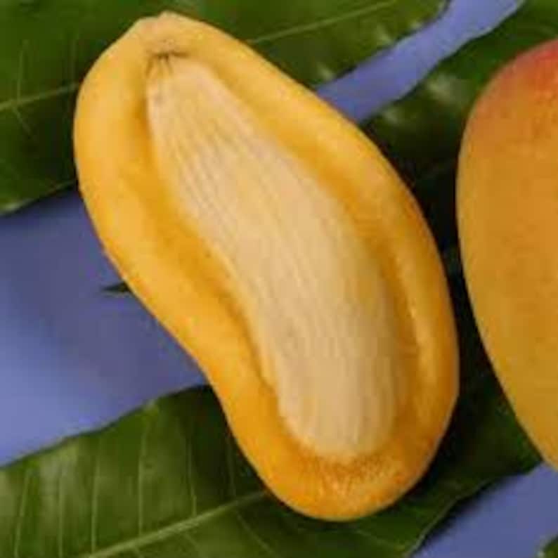 Grafted Orange Sherbet Mango Tree - 1-2 ft Tall - Sweet Citrus Flavor - Mangifera indica - Live Plant in 6" Pot