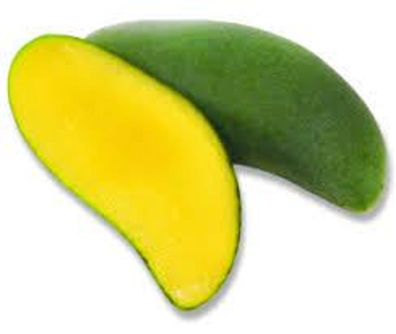 Grafted Keo Savoy Mango Tree - 1 ft Tall Live Plant - Firm Yellow Flesh - Mangifera indica - Tropical Fruit Tree