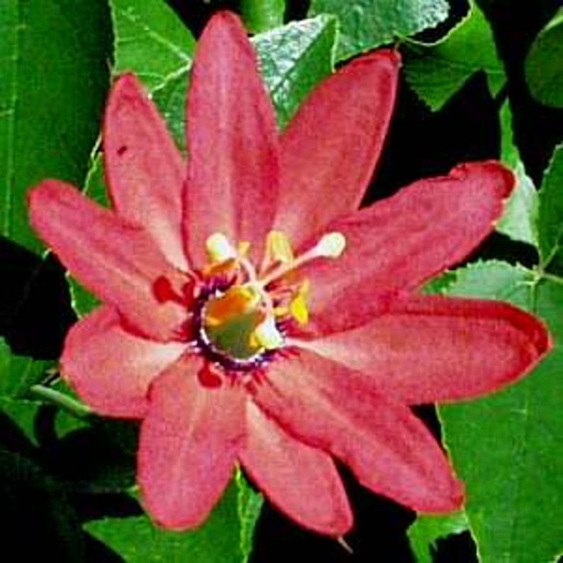 Passion Vine Plant 6-Inch Pot Coral Sea Variety with Lush Green Leaves and Coral-Pink Flowers Passiflora 'Coral Sea'