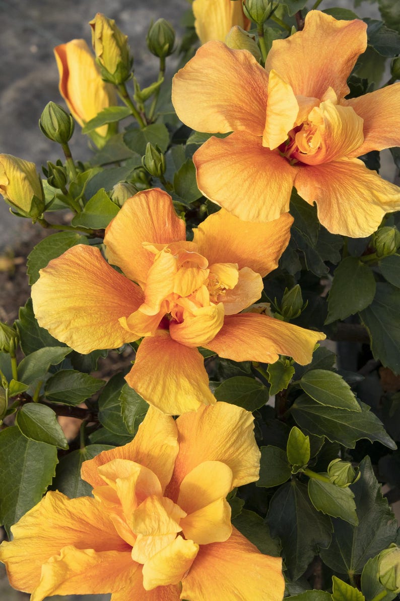 Live Hibiscus Plant in 1-Gallon Pot | Kona Improve Hibiscus rosa-sinensis with Golden Yellow & Orange-Red Blooms