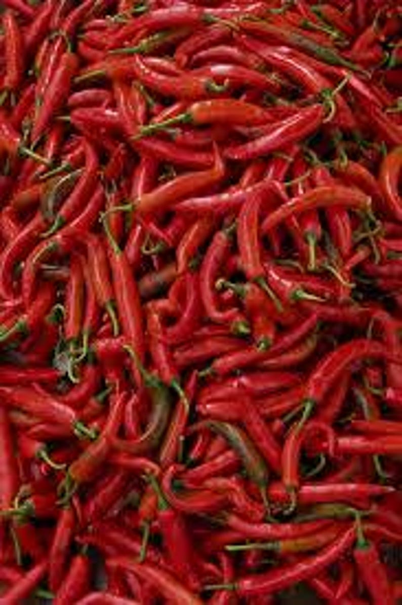 Thai Hot Pepper Plant in 3" Pot - Capsicum annuum - Spicy Chili for Culinary Gardens