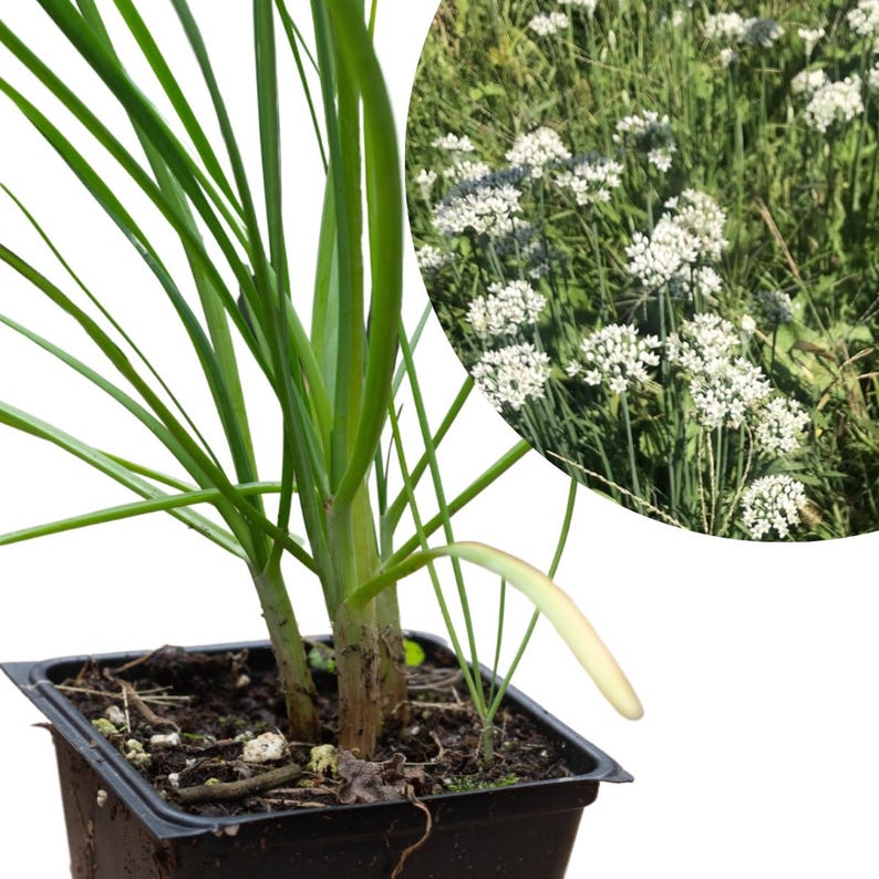 Organic Garlic Chives Plant 2.5-Inch Pot Allium tuberosum Perennial Herb for Edible Flowers & Food Forest