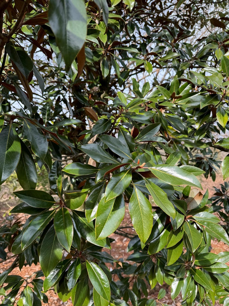 Magnolia Tree Live Plant, 30 Inches, Evergreen, Compact Magnolia grandiflora Kay Parris