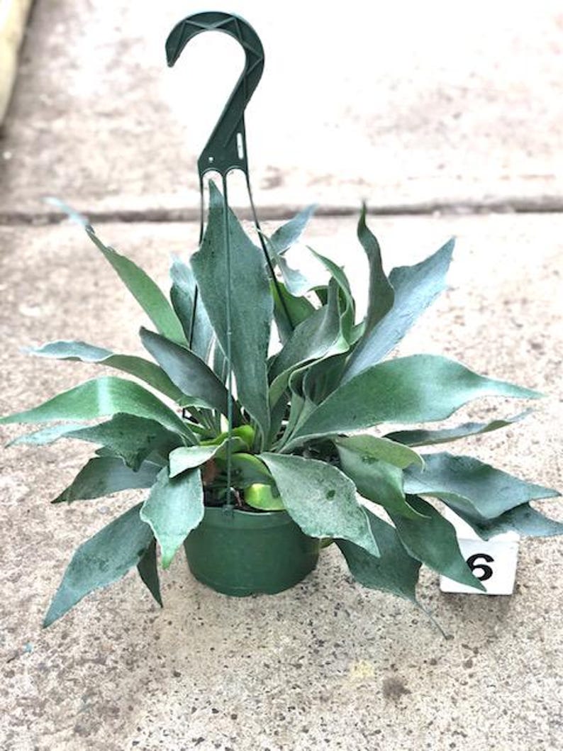 Staghorn Fern Plant - 6" Potted Live Indoor Houseplant - Platycerium