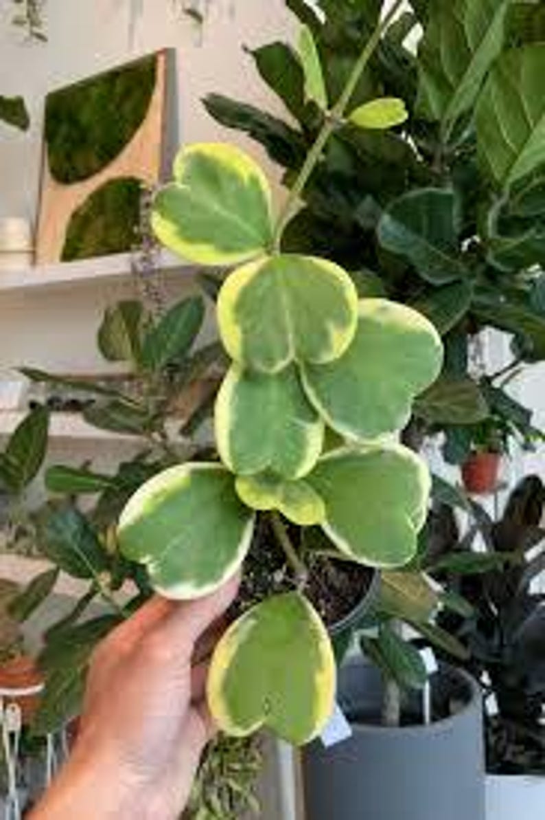 Hoya Kerri Variegated Plant - 6" Pot - Heart-Shaped Leaves - Vining Indoor Houseplant - Hoya kerrii