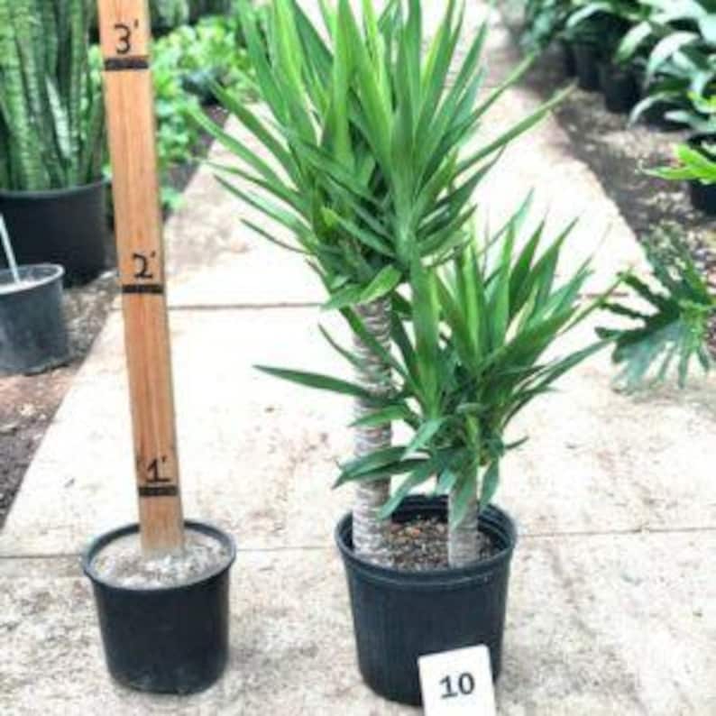 Yucca Elephantipes Indoor Plant - 2-3 Feet Multiple Trunks - Houseplant in 3-Gallon Pot