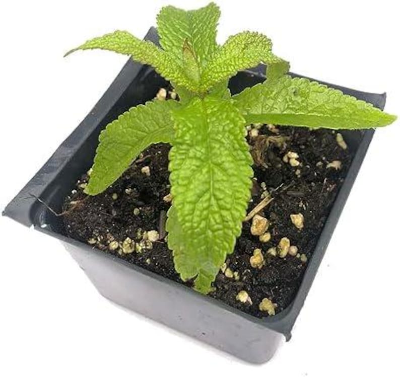 Organic Boneset Plant 2.5-inch Pot - Eupatorium perfoliatum Native Herb