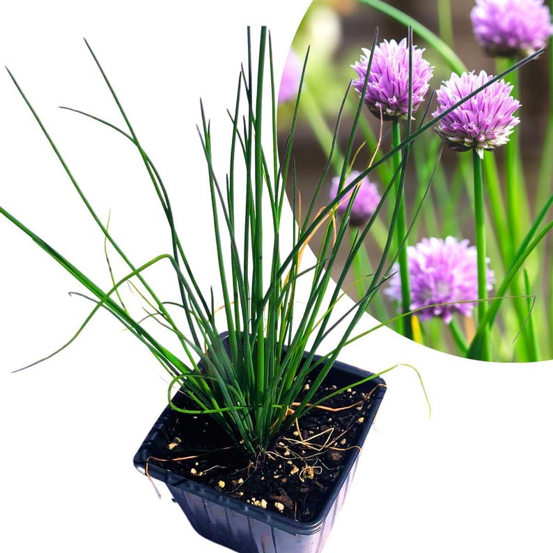 Organic Chives Plant 2.5-Inch Pot | Allium schoenoprasum Edible Herb