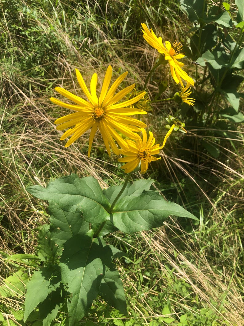 Organic Cup Plant in 2.5-Inch Pot | Silphium perfoliatum Native Herbaceous Perennial with Yellow Blooms