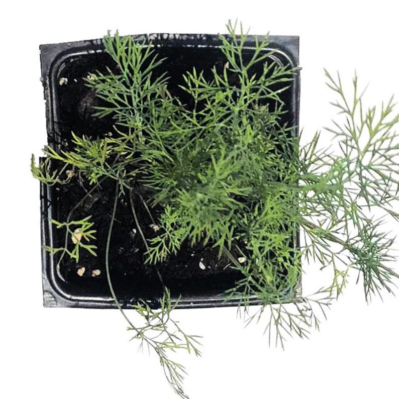 Organic Dill Plant 2.5 Inch Pot | Culinary Herb Anethum graveolens