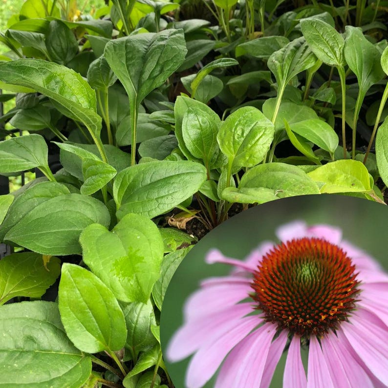 Organic Purple Coneflower Plant 2.5-inch Pot | Echinacea purpurea Native Wildflower