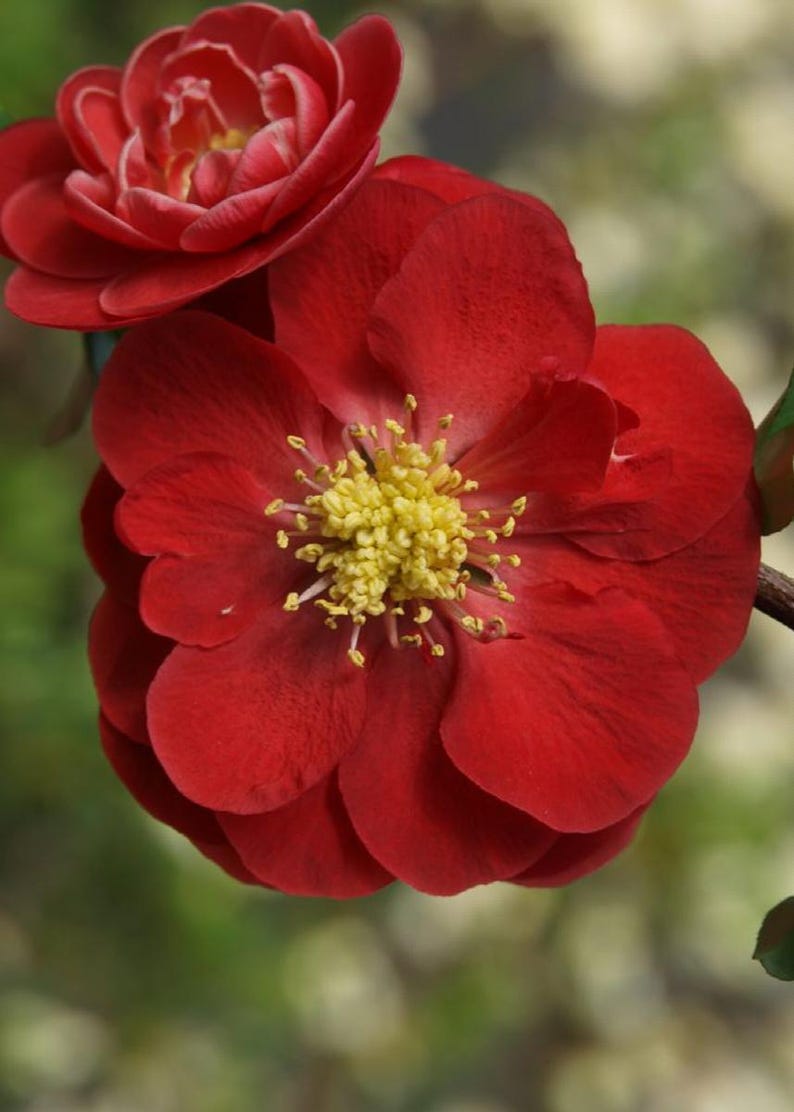 Double Take Scarlet Flowering Quince Plant - 3 Gallon Pot - Bright Scarlet Flowers - Chaenomeles speciosa