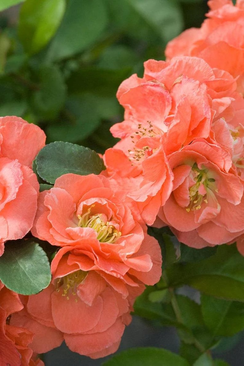 Double Take Peach Flowering Quince Plant - 3 Gallon Pot - Thornless, Heat Resistant, Spring Blooms - Chaenomeles speciosa