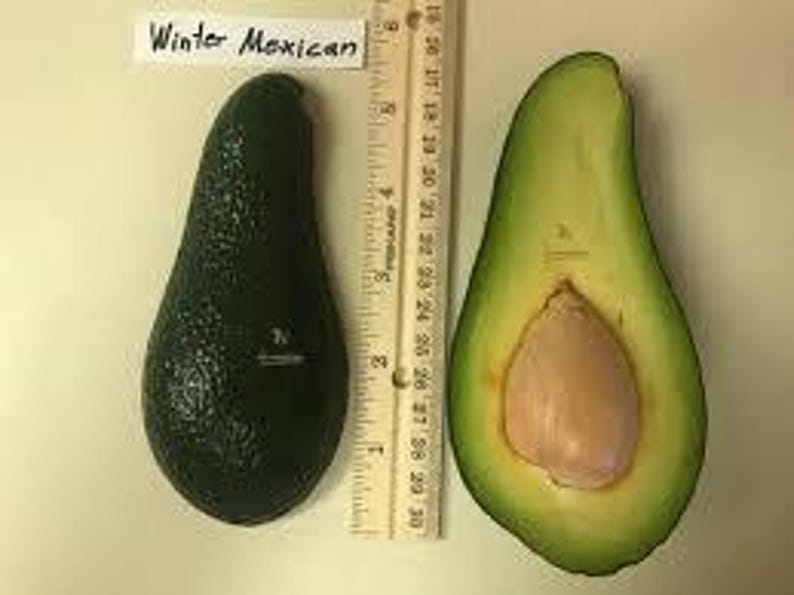 Grafted Winter Mexican Avocado Tree 3Gal Pot Cold Hardy Persea americana Fruit Tree