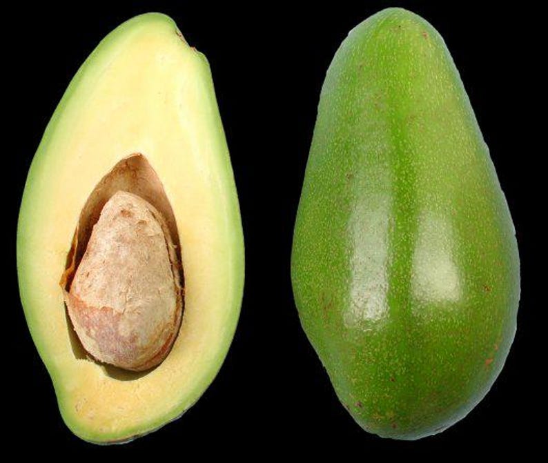 Doni Avocado Tree - 1ft Grafted Plant in 6" Pot - Persea americana - Florida Home Garden Fruit Tree