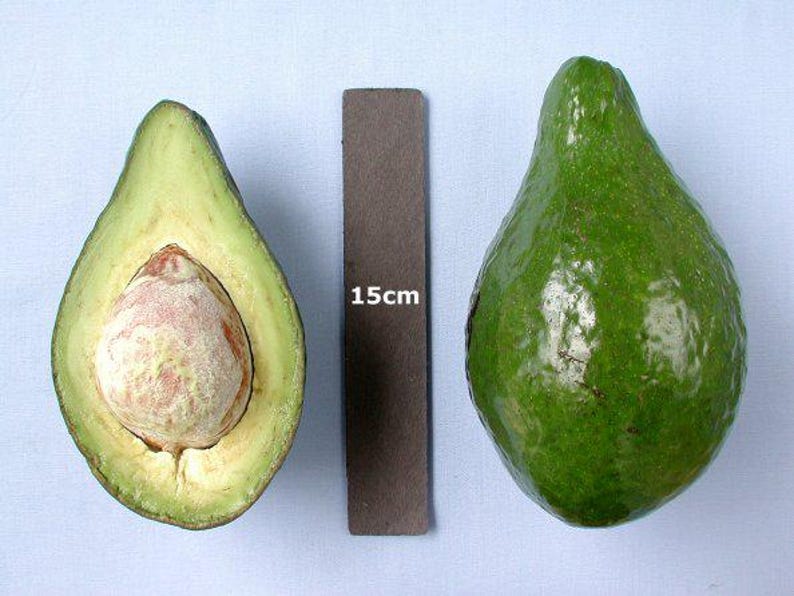 Grafted Lula Avocado Tree 2ft Tall in 3-Gallon Pot High Oil Content Persea americana