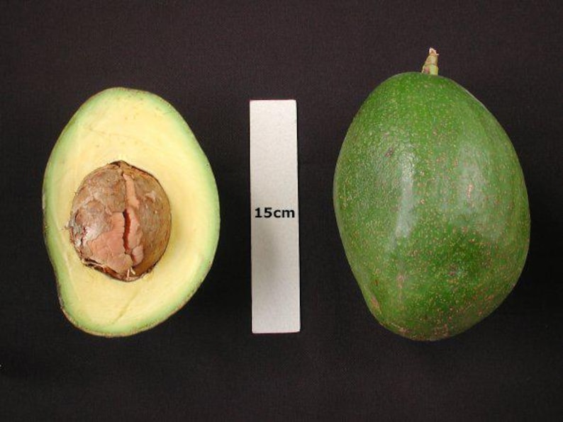 Choquette Avocado Tree - Grafted 2ft Tall in 3-Gallon Pot - Persea americana for Home Garden & Florida Climate