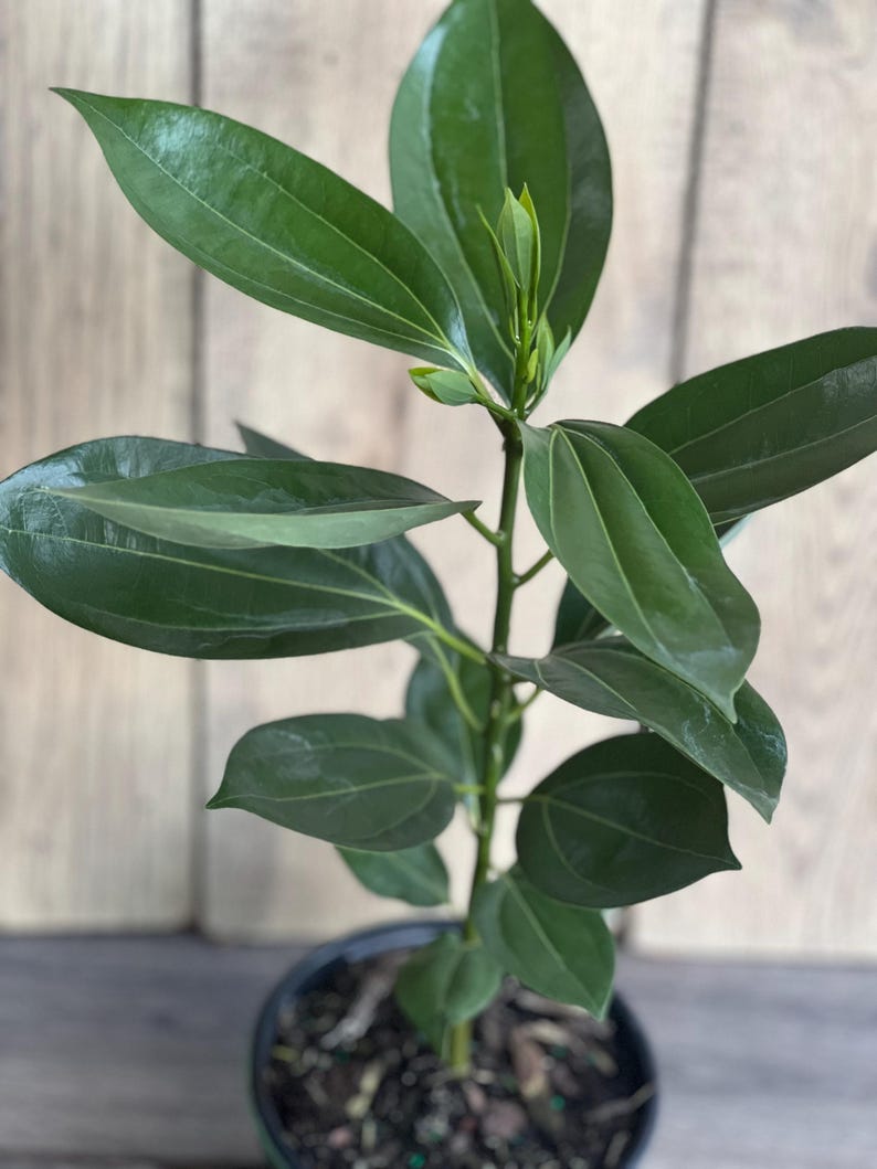 Cinnamon Tree in 6" Pot - Cinnamomum zeylanicum Aromatic Spice Plant