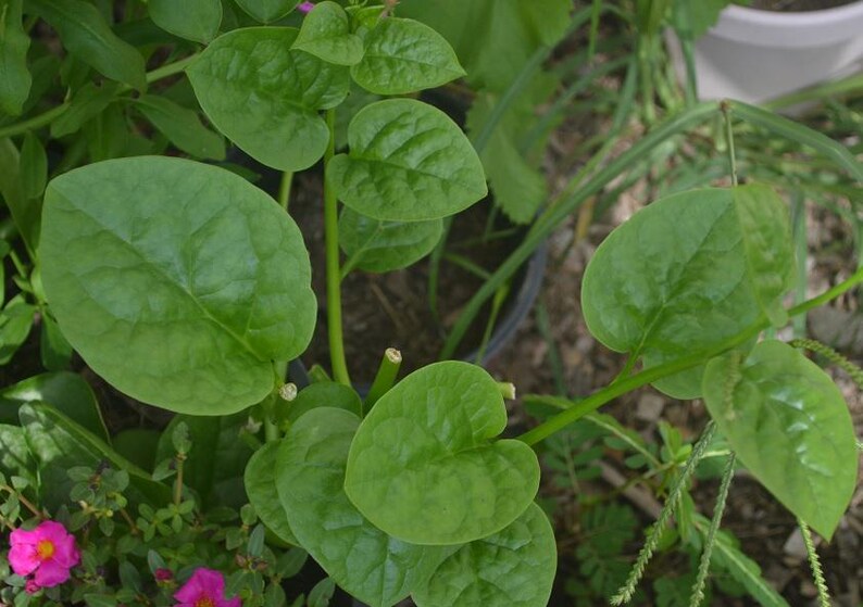 Organic Malabar Spinach Live Plant 8-12 Inch Vine in 4 Inch Pot, Basella alba, Green Leaf, Climbing Vine, Edible Greens