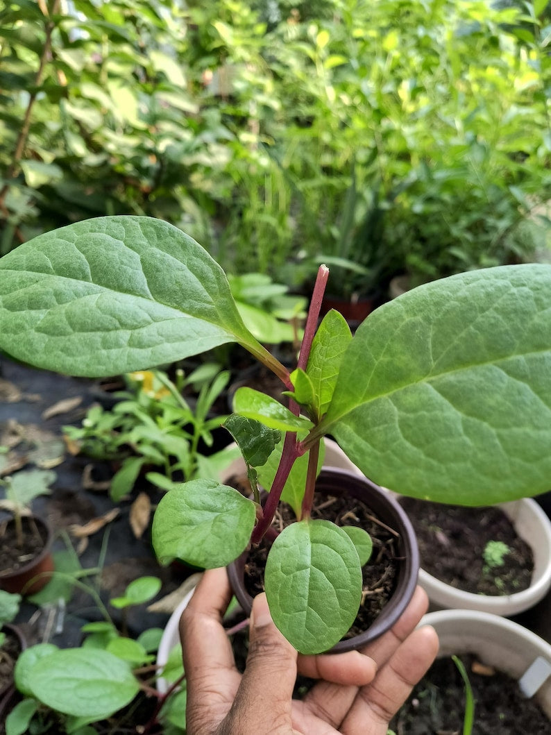 Purple Organic Malabar Spinach Live Plant 6-12 Inch in 4-Inch Pot, Pui Saag, Pui Purple Red Leaf, Basella alba, Easy to Grow