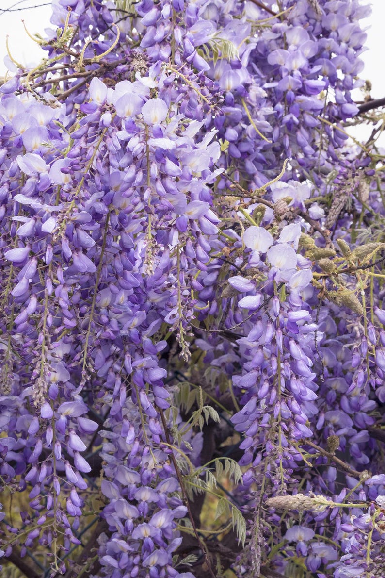 Chinese Wisteria Plant - 1-2 Feet Tall in 6" Pot - Fragrant Violet-Blue Flowers - Wisteria sinensis for Garden, Patio & Fence