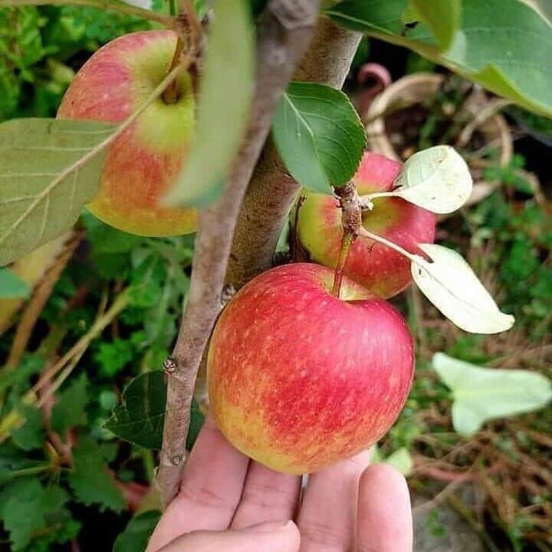 Anna Apple Tree - 3 Gal Pot, Low Chill Malus domestica, Self-Fruitful, Sweet Crisp Apples for Mild Climates