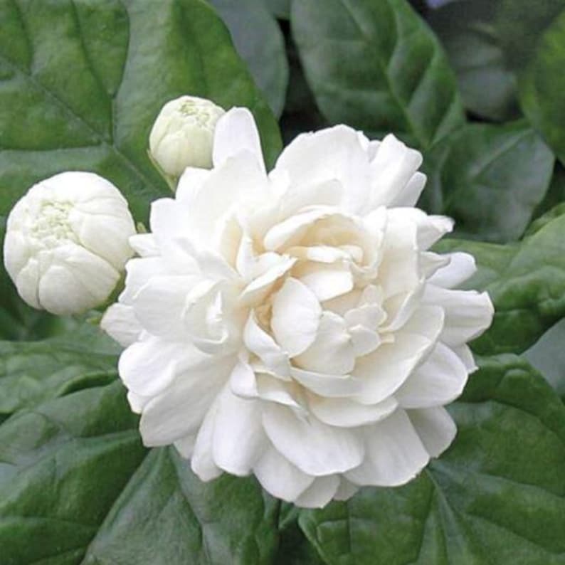 Grand Duke Jasmine Plant in Half Gallon Pot | Jasminum sambac 'Grand Duke of Tuscany' | Evergreen Shrub with Fragrant White Flowers
