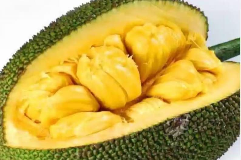 Golden Nugget Jackfruit Tree - Dwarf Variety in Half Gallon Pot, Artocarpus heterophyllus, Tropical Fruit Plant