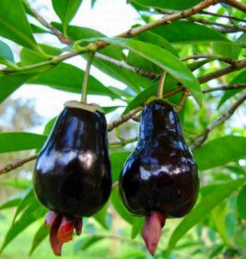 Organic Cherry of the Rio Grande Plant | Eugenia involucrata | Half Gallon Pot | Tropical Fruit Bush for Patio Gardening