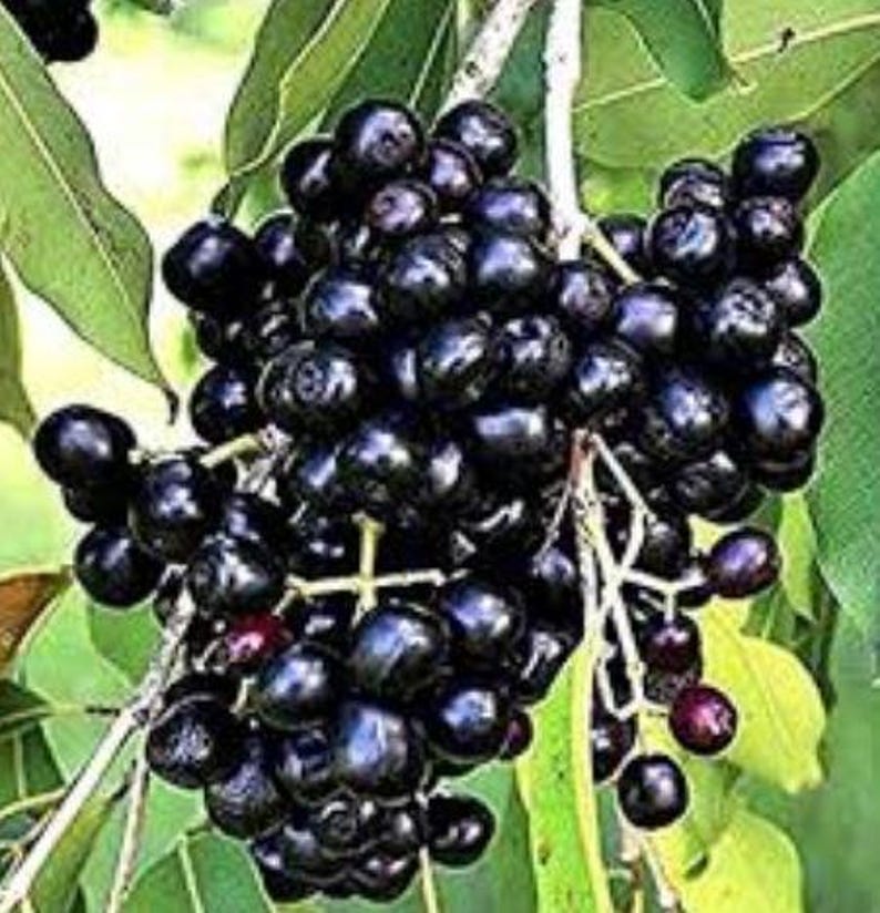 Black Java Plum Plant | 8-12 Inch Syzygium cumini | Jamun, Black Plum, Malabar Plum | Dwarf Tree for Patio & Small Gardens