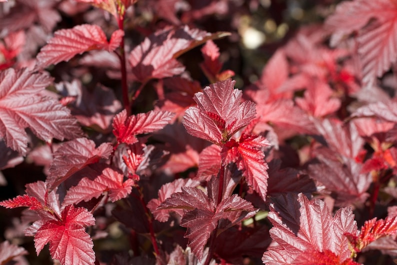 Red Ninebark Plants (2-Pack) in 3" Containers - Physocarpus opulifolius Deciduous Shrub with Reddish Purple Leaves