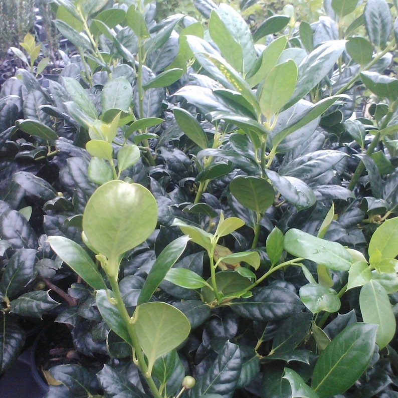 25 Nellie R. Stevens Holly Trees in 3" Containers - Ilex x 'Nellie R. Stevens' for Hedges & Privacy Screens