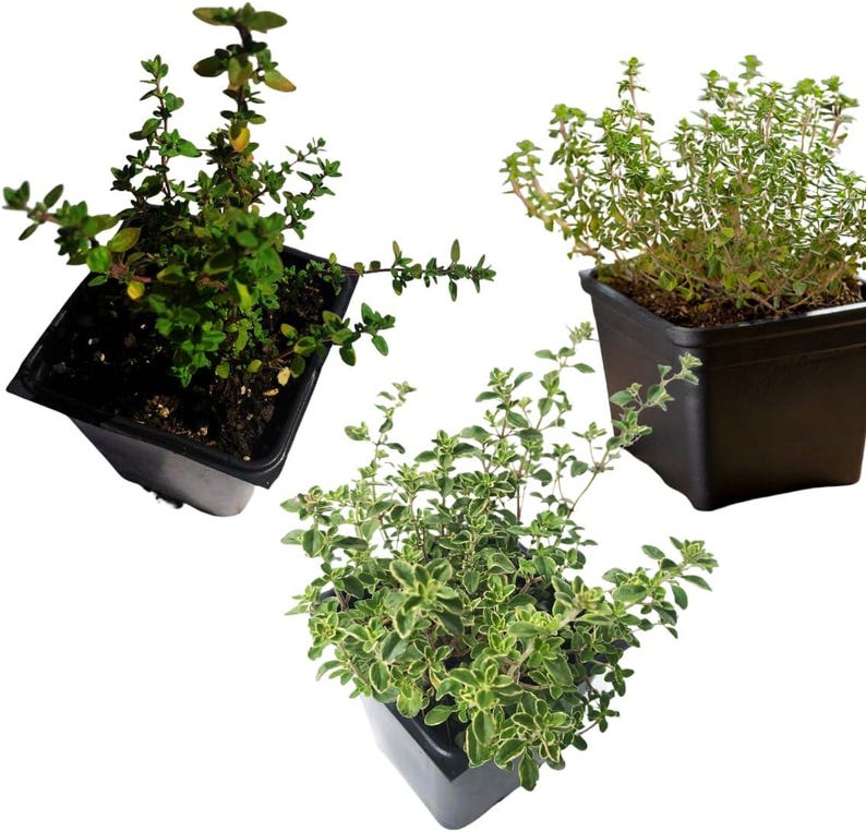 Organic Herb Bundle 3-Pack - Choose Your Own Culinary Herbs in 2.5-Inch Pots