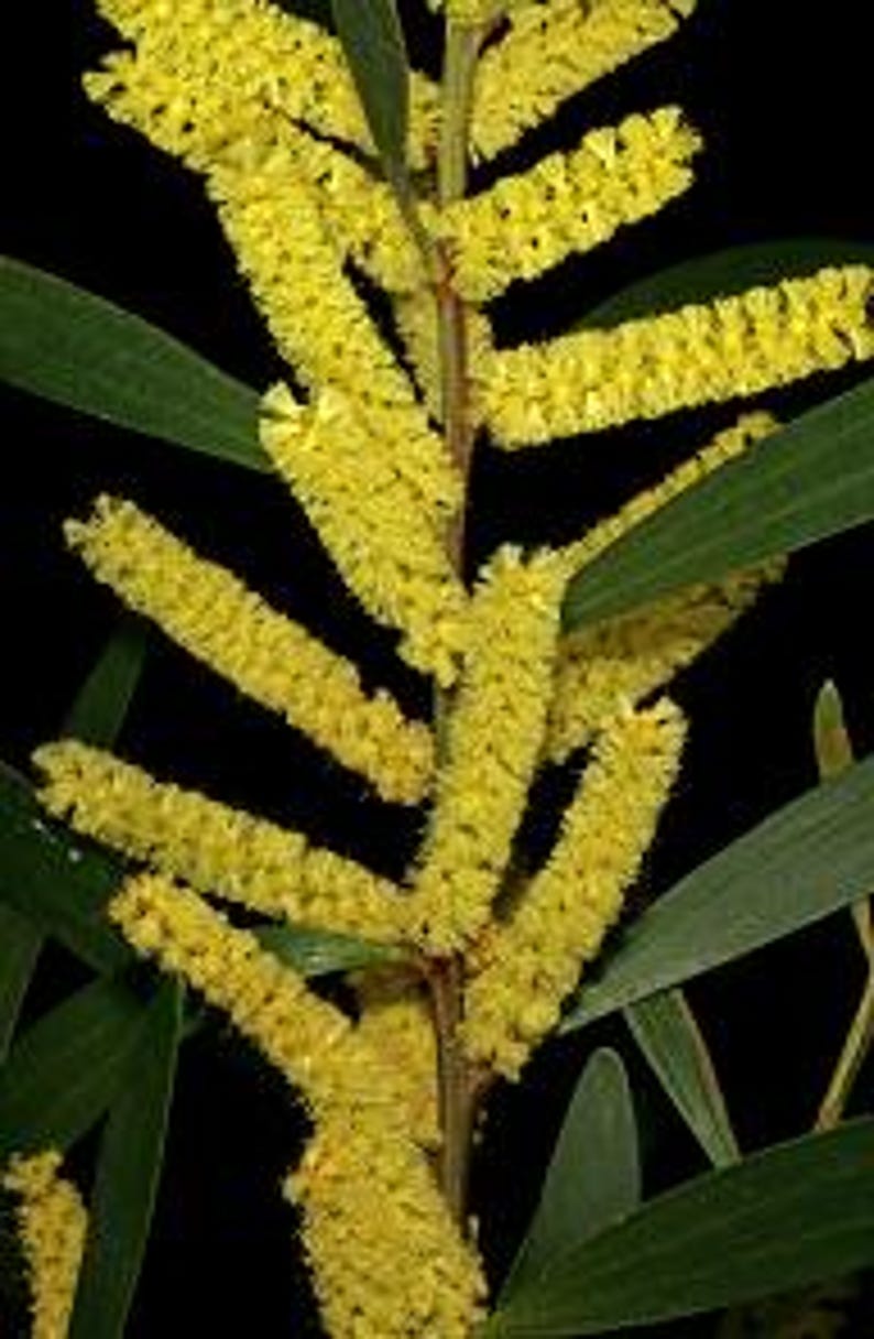 Longleaf Wattle Plant - 1 Gallon Acacia longifolia Evergreen with Golden-Yellow Flowers, Fast-Growing Shrub in 6" Pot