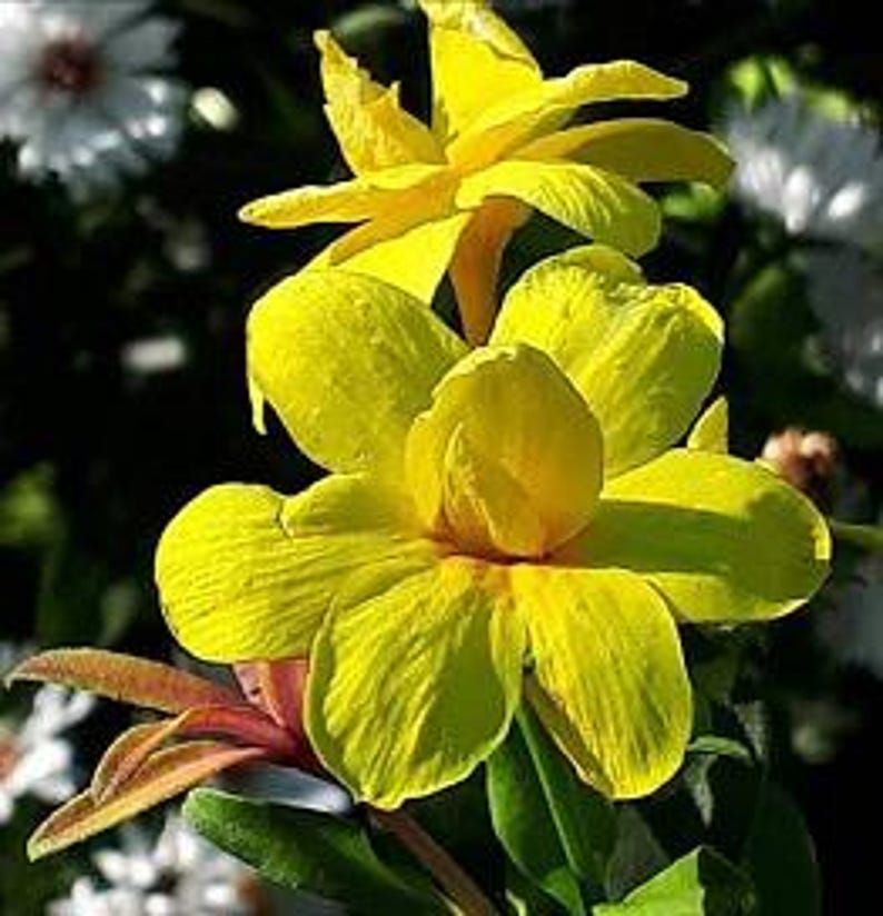 Primrose Jasmine Plant in 6-Inch Pot | Jasminum mesnyi Evergreen Shrub with Yellow Flowers | Fast Growing, Deer Resistant