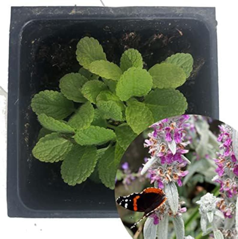 Organic Lamb's Ear Plant 2.5 Inch Pot - Stachys byzantina by Smoke Camp Crafts