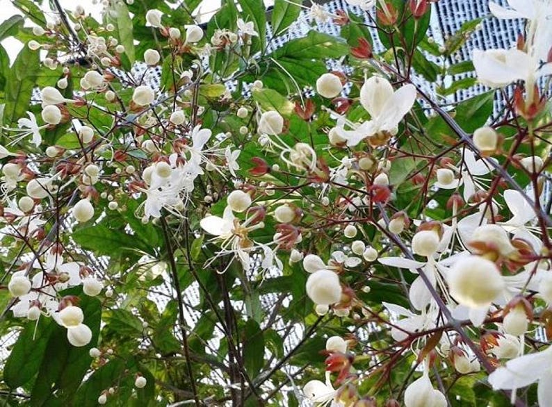 Clerodendrum schmidtii Plant - 1-2 Feet Cascading White Flowers - Tropical Foliage in 3-Gallon Pot
