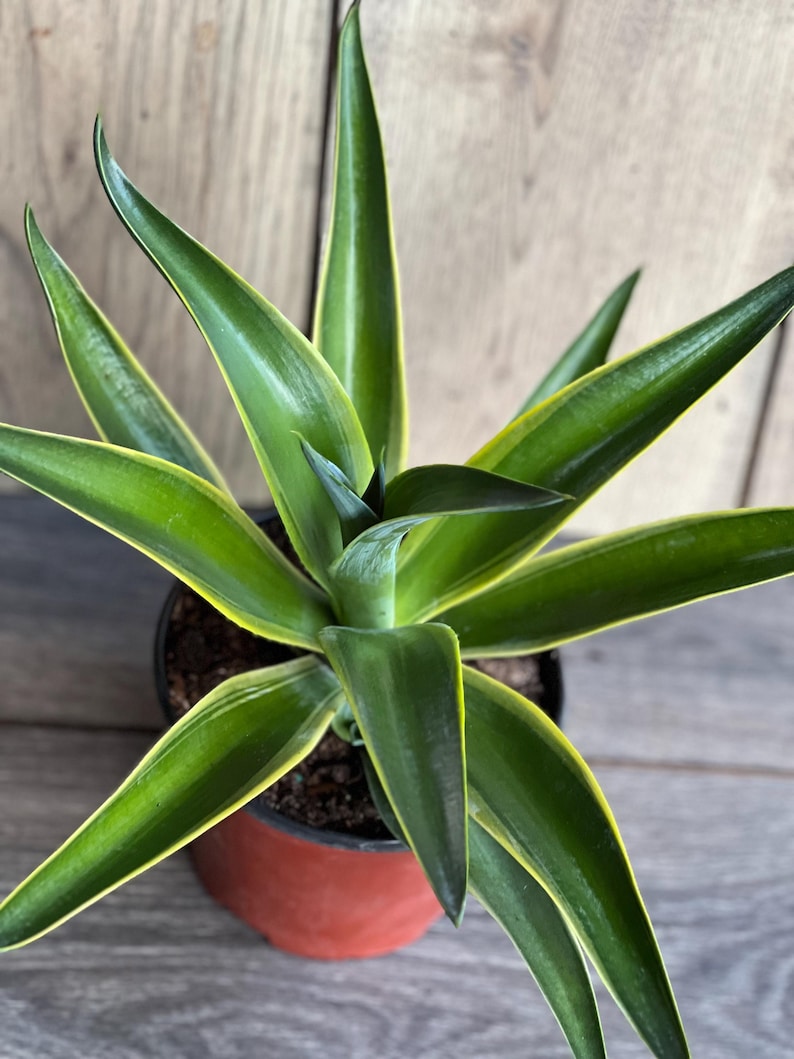Agave Desmettiana Variegata Succulent in 6" Pot, Low Maintenance, Green and Creamy Leaves, Drought Tolerant, Indoor & Outdoor Plant
