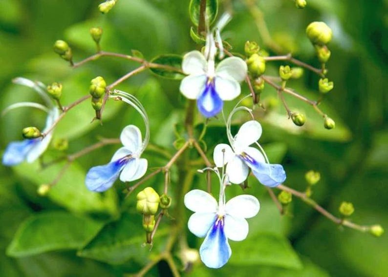 Clerodendrum ugandense Live Plant in 3-Gallon Pot with Blue Butterfly Flowers, Attracts Pollinators