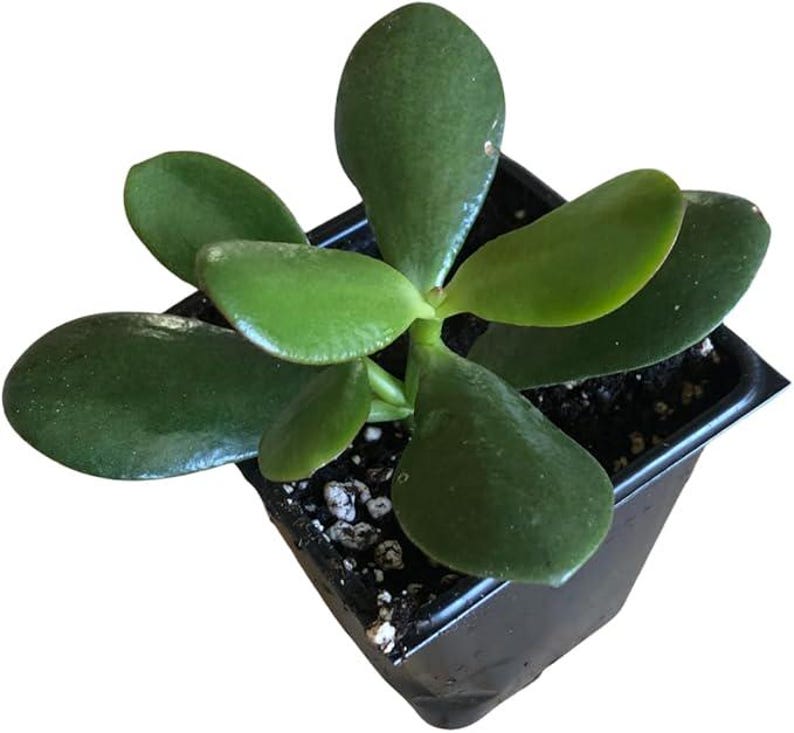 Organic Jade Plant 2.5-inch Pot | Crassula ovata Succulent | Easy Care Money Tree