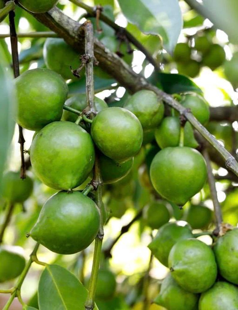 Grafted Black Sapote Tree 3-Gallon Pot | Diospyros digyna | Tropical Dessert Fruit