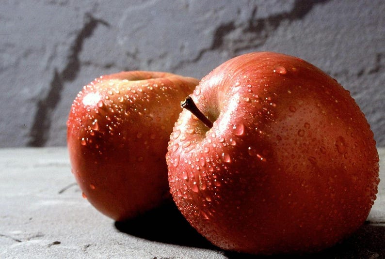 Fuji Apple Tree 3-Gallon Pot Malus domestica Low Chill Variety, Sweet Crisp Fruit, USDA Zones 4-9