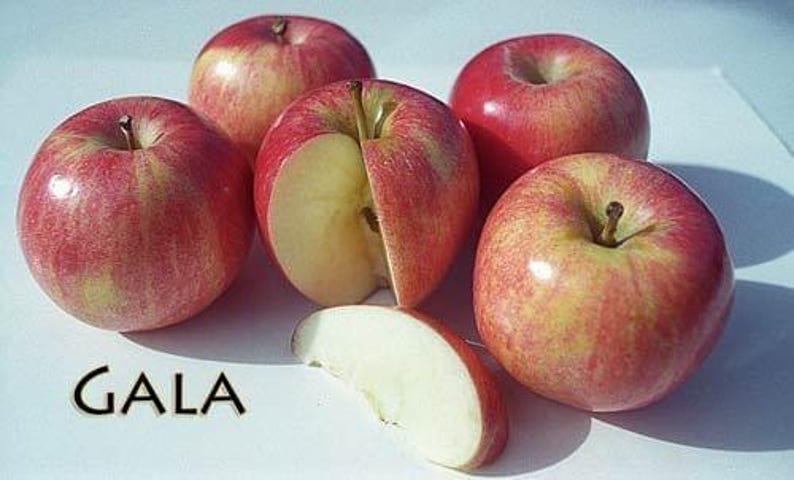 Gala Apple Tree - 3 Gal Pot - Low Chill Malus domestica - Sweet & Tart Flavor - Suitable for Warm Climates