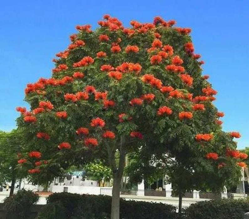 African Tulip Tree Plant - 1 Foot - Exotic Tropical Tree in 6" Pot - Bignoniaea - Vibrant Orange-Red Flowers