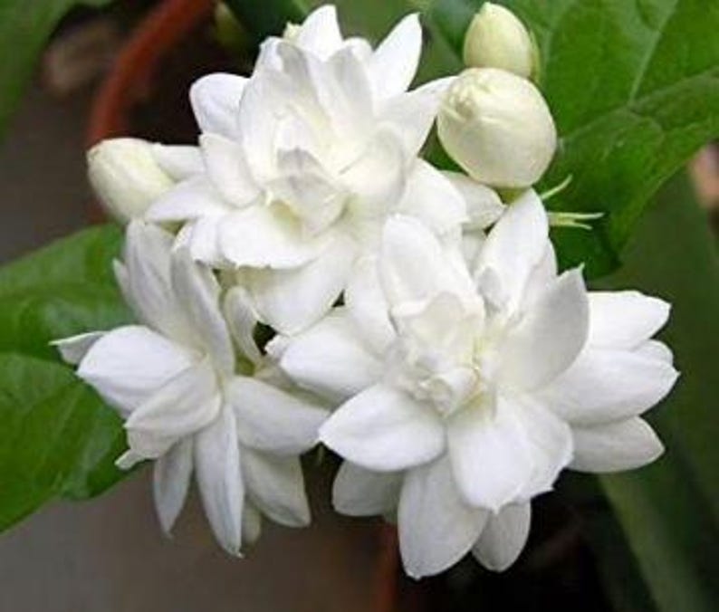 Mysore Malli Jasmine Plant in Half-Gallon Pot, Jasminum sambac, Fragrant Bush, Indoor or Garden Container Plant