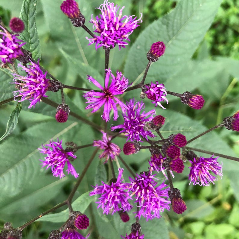 Organic Ironweed Plant in 2.5-inch Pot - Vernonia gigantea - Sustainably Grown in West Virginia