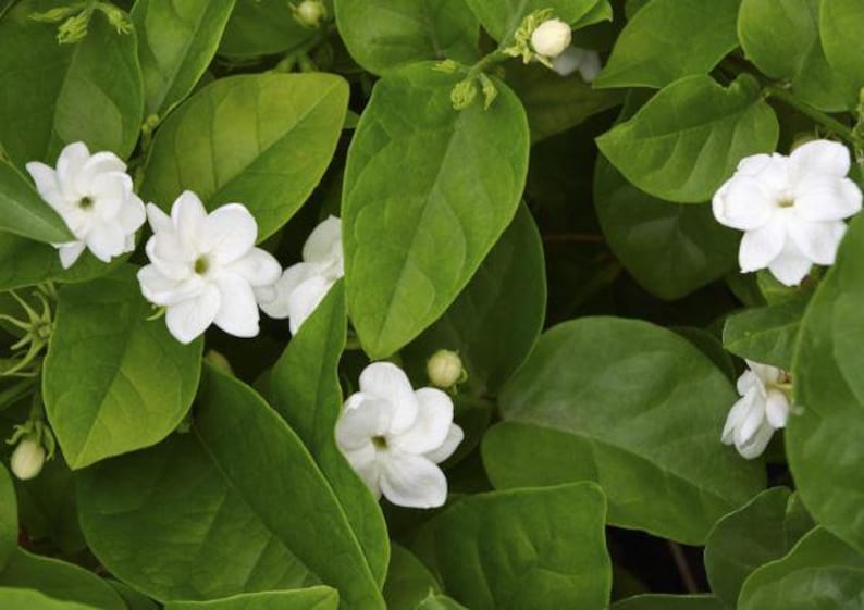 Large Arabian Jasmine Plant | Jasminum sambac | Fragrant Indoor/Outdoor Bush in Half-Gallon Pot